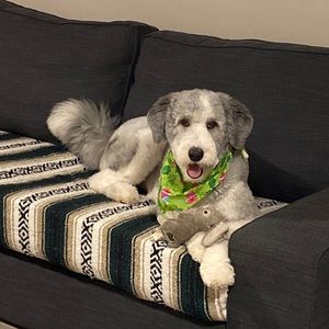 Meet your Posher, Dee